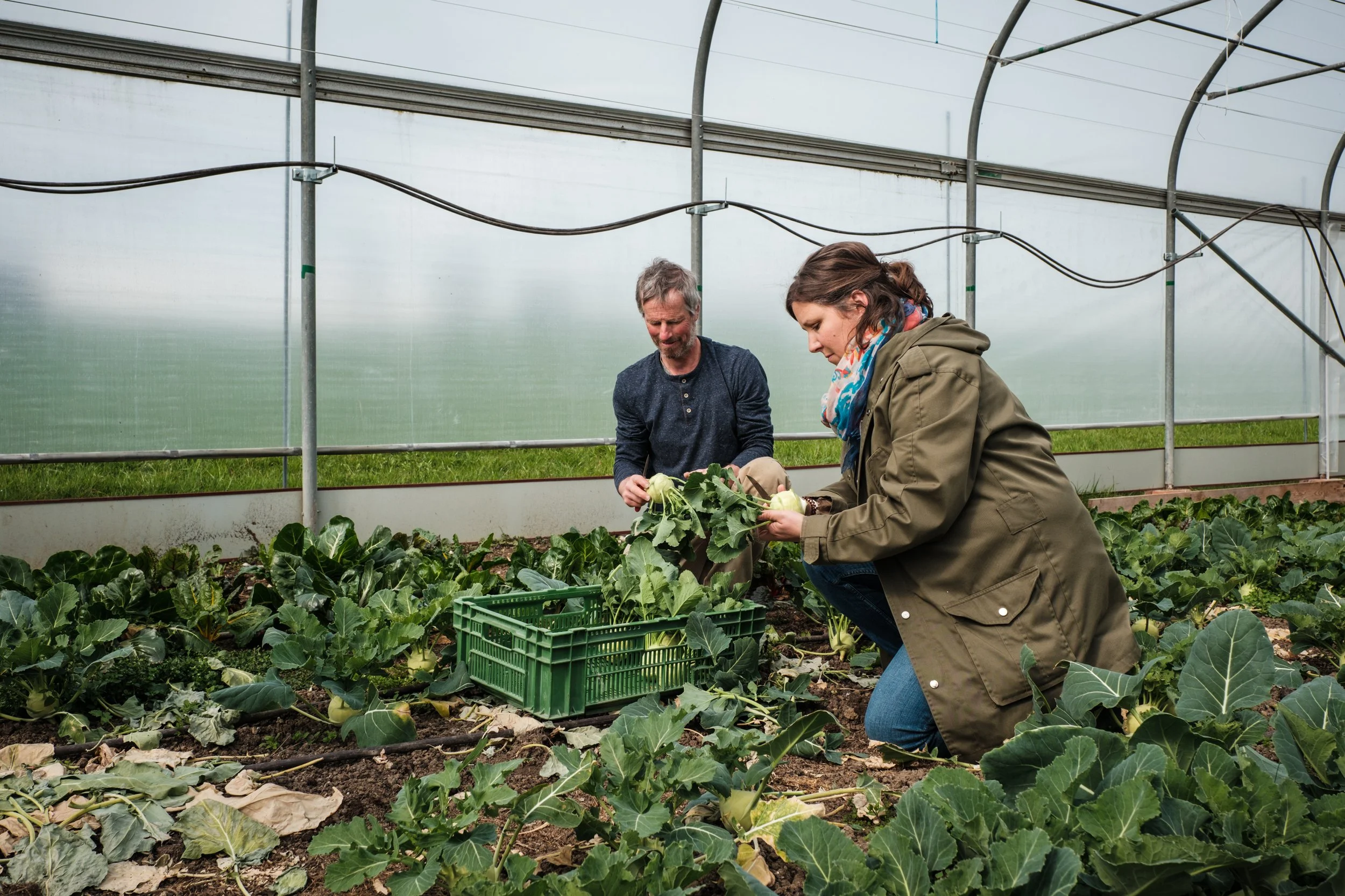 Zwei Menschen ernten Gemüse in einem Gewächshaus, das mit Grünen und einer grünen Kiste für das Sammeln der Ernte ausgestattet ist.