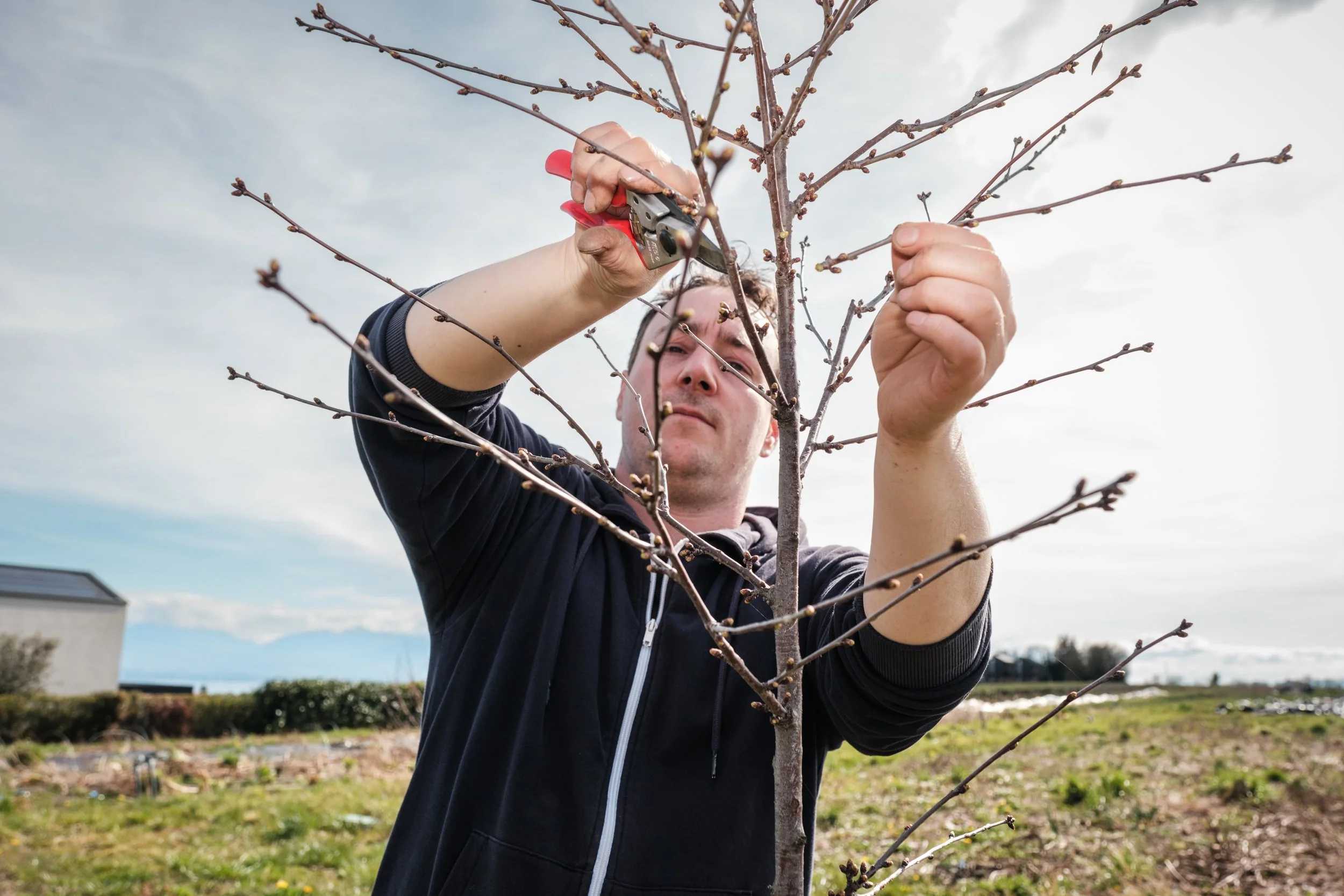 Mann schneidet mit einer Baumschere Äste eines jungen Baumes im Freien, im Hintergrund eine Wiese und ein Gebäude bei leicht bewölktem Himmel.