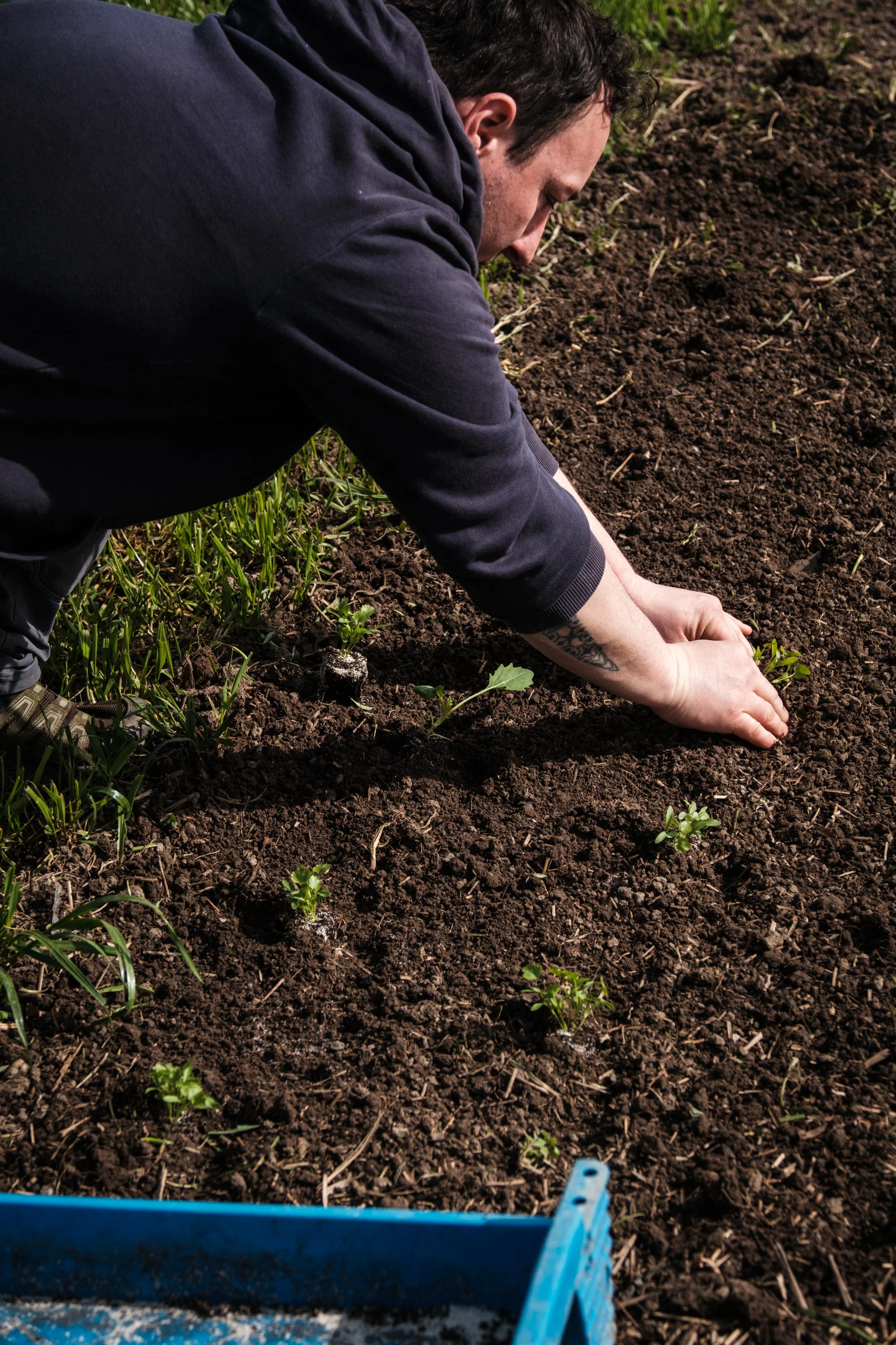 Person pflanzt kleine Setzlinge in den Boden auf einem Feld.