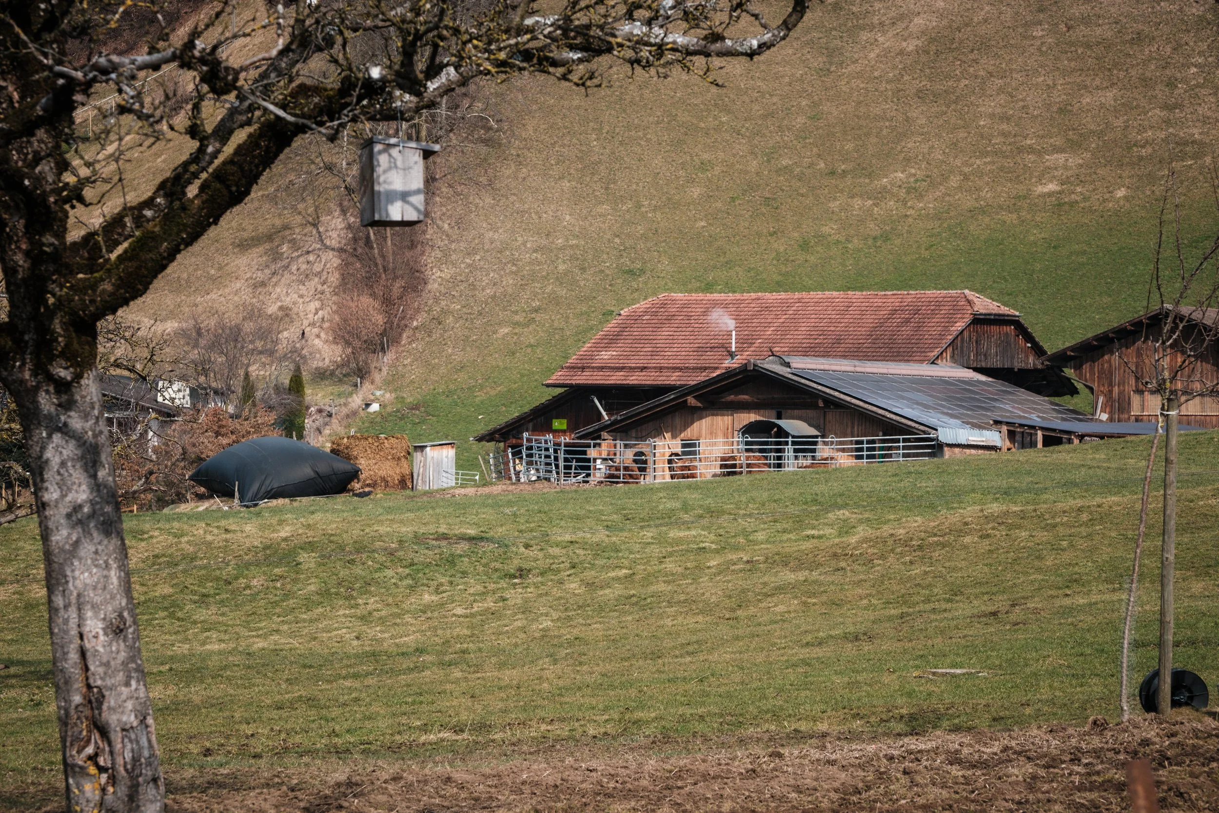Blick auf einen Bauernhof mit Holzhäusern, einer Weide mit Tieren, und einem Hügel im Hintergrund. Im Vordergrund steht ein Baum mit einem Nistkasten daran.