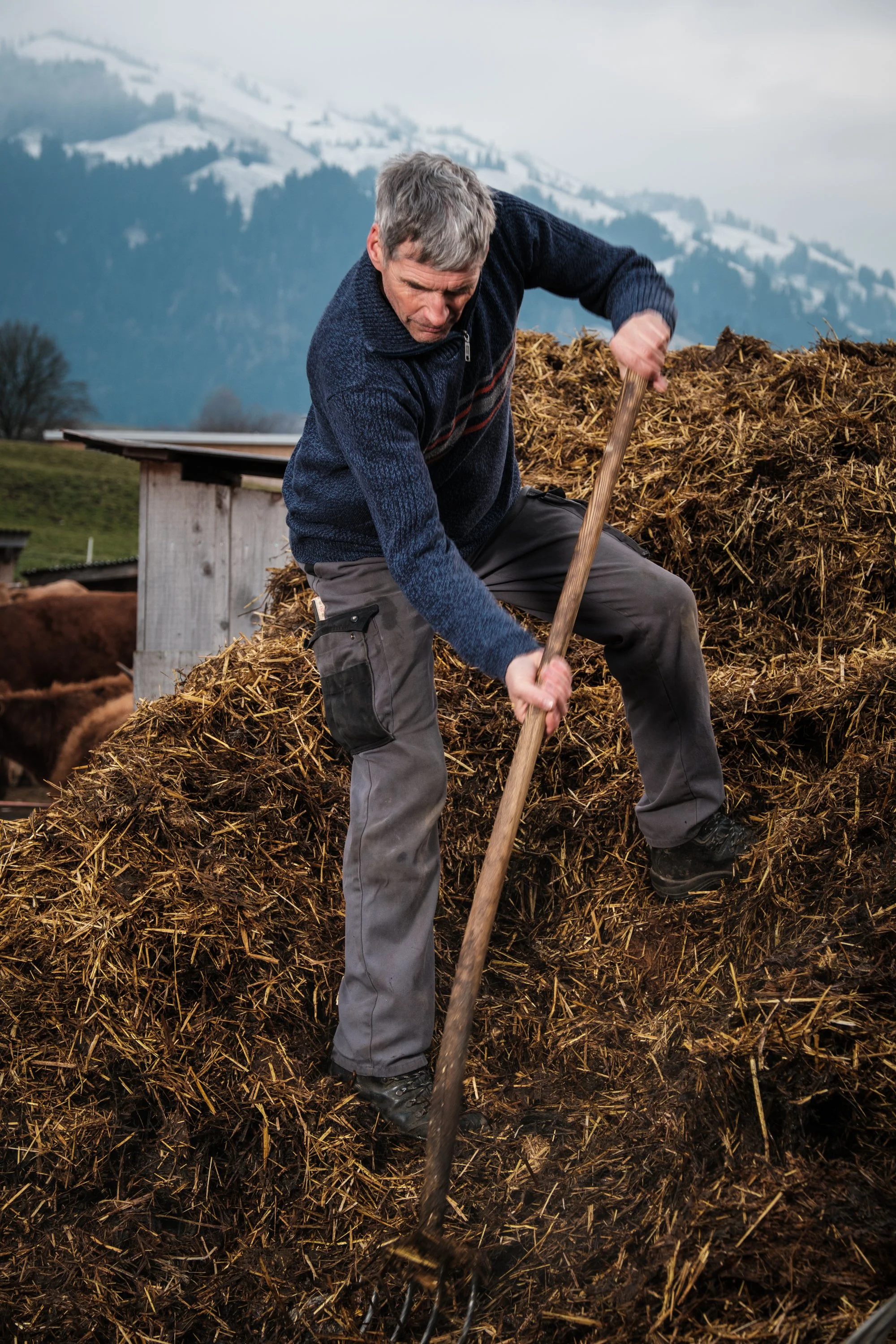 Ein Mann schaufelt Heu auf einem Bauernhof, mit Bergen im Hintergrund.